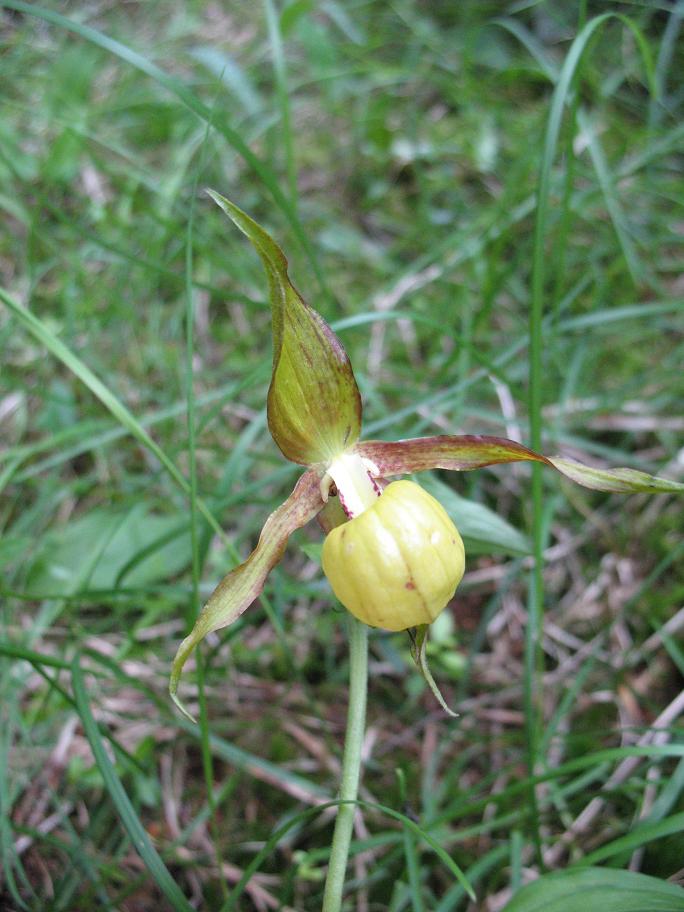 Cypripedium calceolus